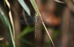A perched Dingy Duskhawker