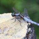 Image of Orthetrum japonicum