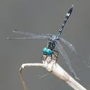 Image of Micrathyria caerulistyla