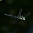 Image of Aeshna crenata
