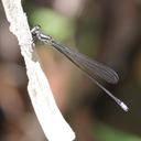 Image of Pseudagrion simile