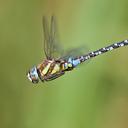 Image of Aeshna mixta