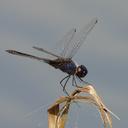 Image of Idiataphe amazonica