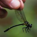 Image of Heliogomphus bidentatus