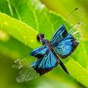 Image of Rhyothemis resplendens