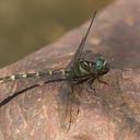 Image of Microgomphus nyassicus