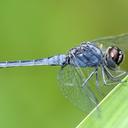 Image of Indothemis carnatica