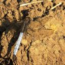 Image of Orthetrum azureum