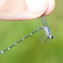Image of Argia jocosa