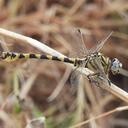 Image of Paragomphus reinwardtii