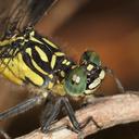 Image of Hemigomphus gouldii