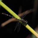 Image of Zephyrogomphus lateralis