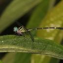 Image of Desmogomphus paucinervis