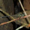 Image of Heliogomphus lyratus