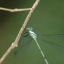 Image of Orolestes