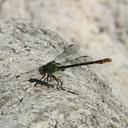 Image of Erpetogomphus sipedon
