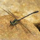 Image of Heliogomphus nietneri