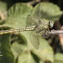 Image of Gomphus davidi