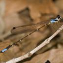 Image of Platystictidae