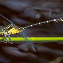 Image of Hemigomphus cooloola
