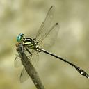 Image of Heliogomphus bakeri