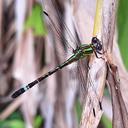 Image of Erpetogomphus tristani