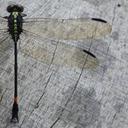 Image of Diastatomma tricolor