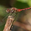 Image of Sympetrum pallipes