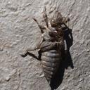 Image of Gomphus kinzelbachi