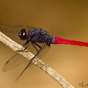 Image of Orthetrum pruinosum