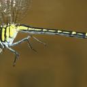Image of Microgomphus alani