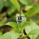 Image of Oxythemis phoenicosceles