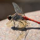Image of Onychothemis culminicola