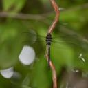 Image of Gynacantha basiguttata