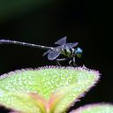 Image of Microgomphus chelifer