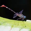 Image of Erpetogomphus sabaleticus