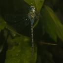 Image of Gynacantha francesca