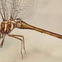 Image of Somatochlora georgiana