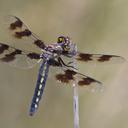 Image of Plathemis subornata