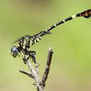 Image of Paragomphus sabicus
