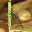 Image of Somatochlora exuberata