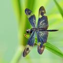 Image of Rhyothemis regia
