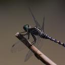 Image of Onychothemis testacea