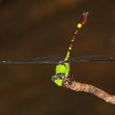 Image of Megalogomphus sumatranus