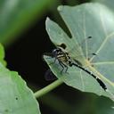 Image of Heliogomphus retroflexus
