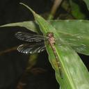 Image of Heliogomphus chaoi