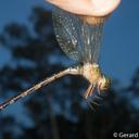 Image of Gynacantha demeter
