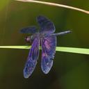 Image of Rhyothemis aterrima