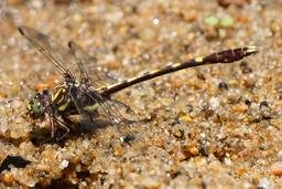 A male Common Sanddragon in its typical pose on the sandy edge of a creek.