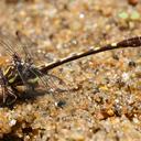 Image of Progomphus obscurus